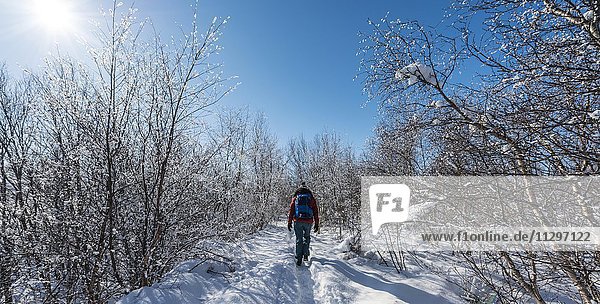 Wanderer auf Weg durch verschneite Bäume  am See Mývatn im winter  Nordisland  Island  Europa