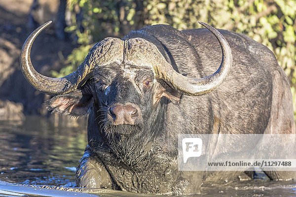 Kaffernbüffel (Syncerus caffer) im Wasser  Manyeleti Game Reserve  Südafrika