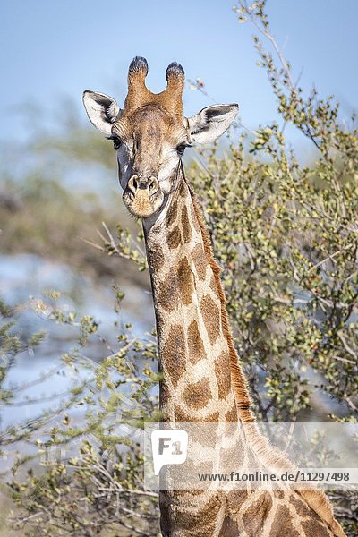 Kapgiraffe (Giraffa camelopardalis giraffa)  Portrait  Timbavati Game Reserve  Südafrika