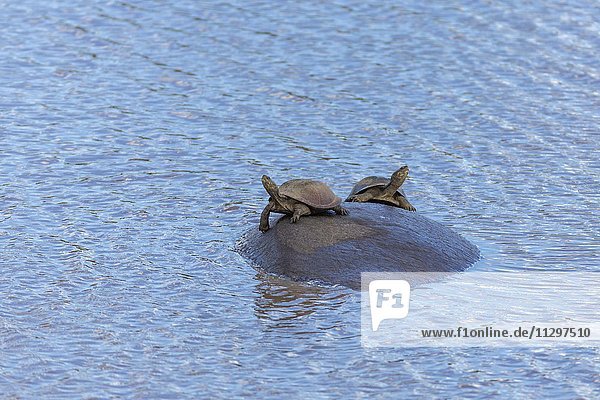Zwei Schildkröten Gezackte Pelzmeduse (Pelusios sinuatus)  sitzen auf Rücken von Flusspferd (Hippopotamus amphibius)  Timbavati Game Reserve  Südafrika