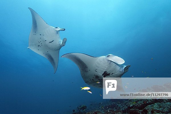 Reef manta rays (Manta alfredi) above coral with cleaner wrasses  Indian Ocean  Maldives  Asia