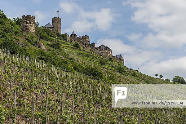 Weinreben am Alkener Burgberg mit Burg Thurant  Alken  Mosel  Rheinland-Pfalz  Deutschland  Europa