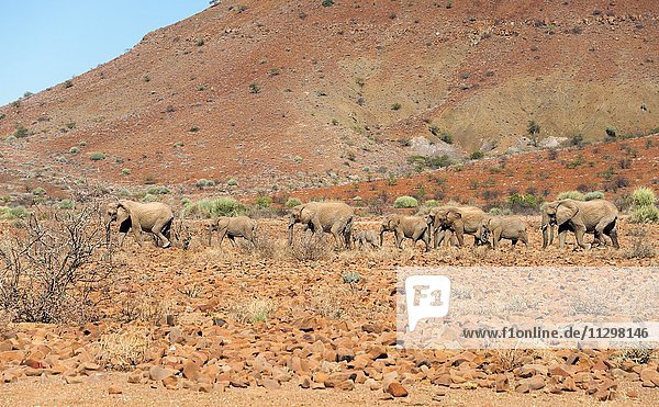 Afrikanische Wüstenelefanten (Loxodonta africana)  Herde zieht durch steiniges Gelände  Damaraland  Namibia  Afrika