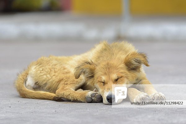 Hund liegt auf Straße  Straßenköter schläft  Pintag  Provinz Pichincha  Ecuador  Südamerika