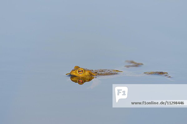 Erdkröte (Bufo bufo) schwimmt im Wasser  Spiegelung  Bayern  Deutschland  Europa