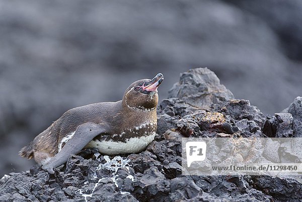 Galapagos Pinguin (Spheniscus mendiculus) liegt auf Lavafelsen  Insel Isabela  Galapagosinseln  Ecuador  Südamerika