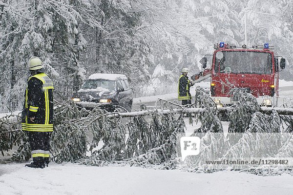Schneebruch  umgestürzter Baum blockiert Fahrbahn  Putzbrunn  Oberbayern  Bayern  Deutschland  Europa