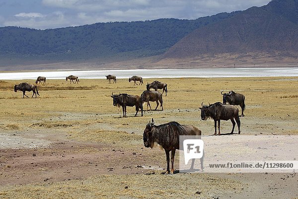Herde Gnus Weißbartgnus (Connochaetes mearnsi) Ngorongoro Krater Serengeti Nationalpark Tansania Afrika
