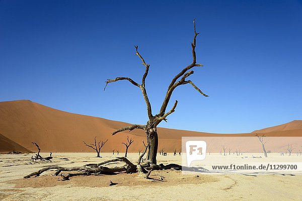 Dead camel or giraffe thorn (Acacia erioloba) trees in front of sand dunes  Dead Vlei  Sossusvlei  Namib Desert  Namib-Naukluft National Park  Namibia  Africa