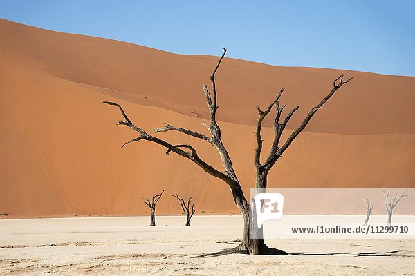 Abgestorbene Kameldornbäume (Acacia erioloba) vor Sanddünen  Dead Vlei  Sossusvlei  Namib-Wüste  Namib-Naukluft-Nationalpark  Namibia  Afrika