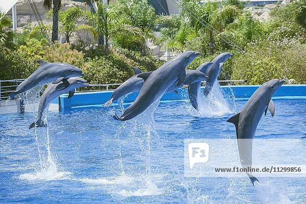 Delphine springen in die Luft  L'Oceanogràfic  Ozeanographische Aquarium  Stadt der Künste und der Wissenschaften  Valencia  Comunidad Autonoma de Valencia  Spanien  Europa