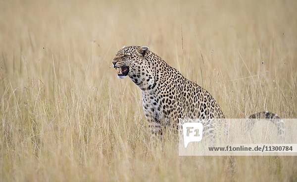 Leopard (Panthera pardus)  Weibchen in der Savanne  Masai Mara Nationalreservat  Kenia  Afrika