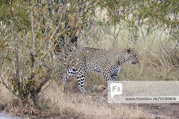 Leopard (Panthera pardus) in der Savanne Masai Mara Nationalreservat Kenia Afrika