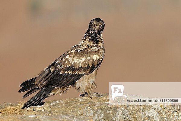Immature bearded vulture (Gypaetus barbatus)  Giant's Castle National Park  Kwazulu-Natal  South Africa  Africa