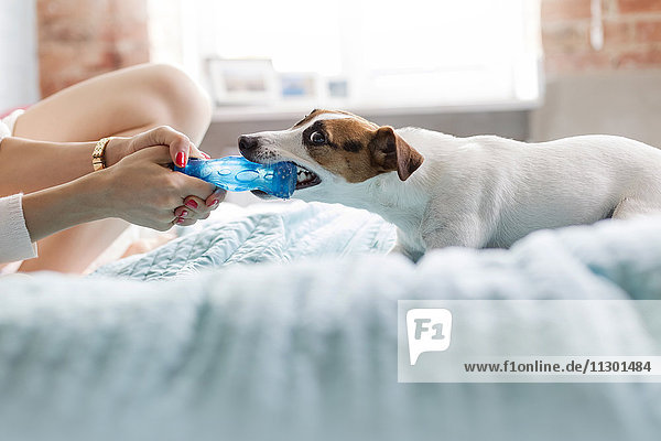 Woman and Jack Russell Terrier dog playing with toy on bed