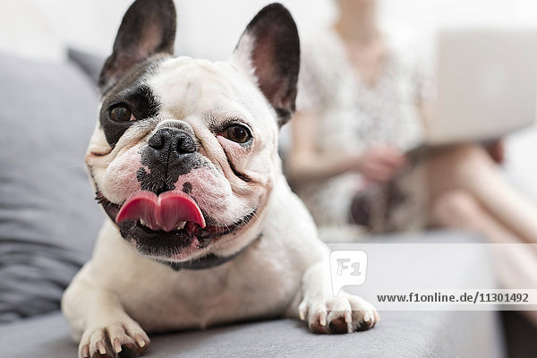Nahaufnahme Portrait Französische Bulldogge mit Zunge auf Sofa