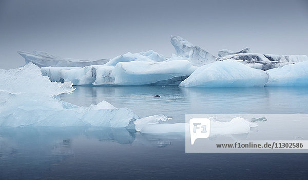 Robbe zwischen Eisbergen  Jökulsárlón  Island  Europa
