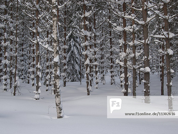 Bäume im Winter  Skandinavien  Europa