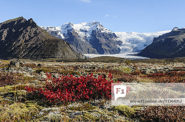 Bog bilberry (Vaccinium uliginosum) in autumnal colours in the area of Skaftafell in south Iceland.