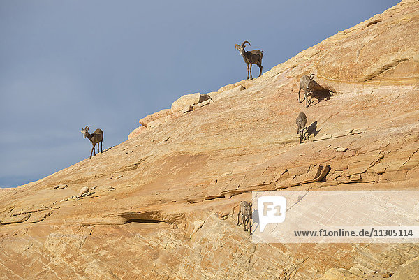 Bighorn Sheep