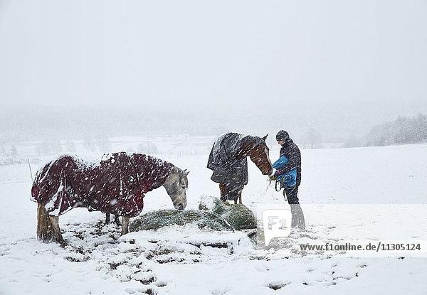 Person feeding horses on winter pasture