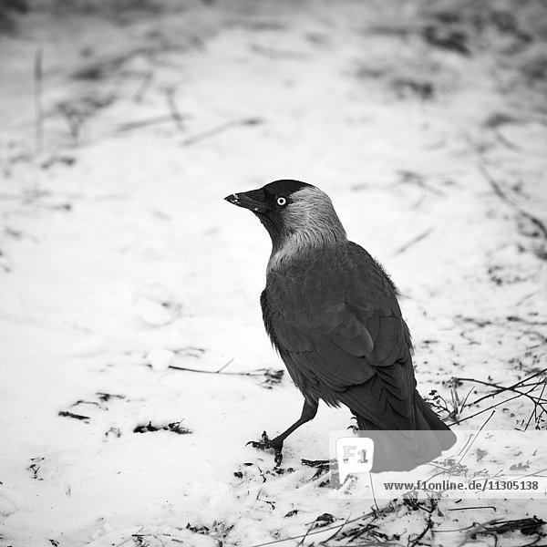 Jackdaw on snow