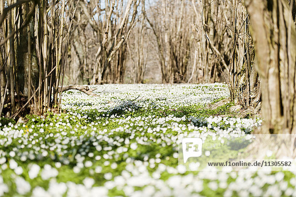 Meadow covered with flowers