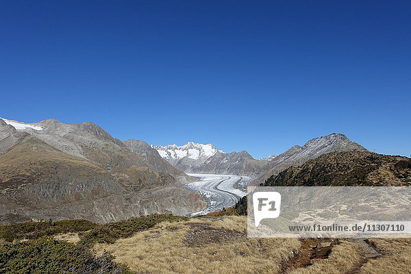 Schweiz  Europa  Wallis  Bettmeralp  Berge  Herbst  Gletscher  Aletschgletscher