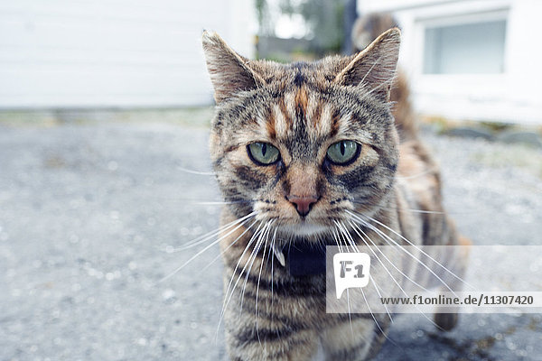 Cat looking at camera