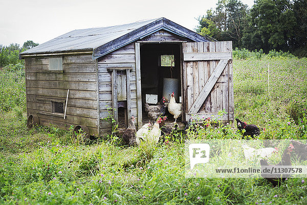Hühner  die um einen Stall auf einem Feld stehen.