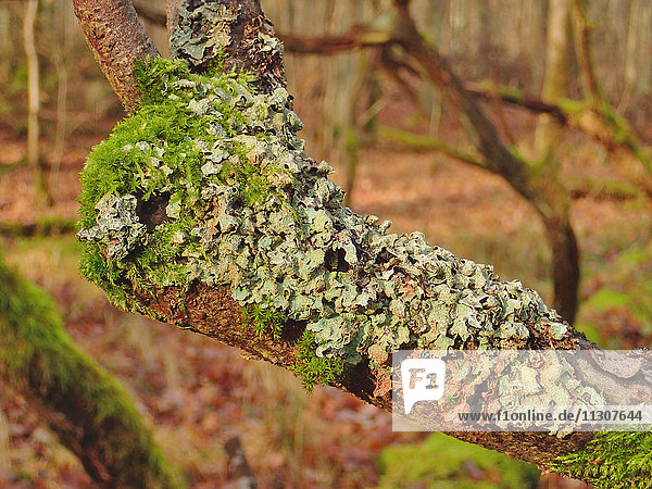 Nature  moss  lichens  branch  knot  wood  forest  Franconia  Germany