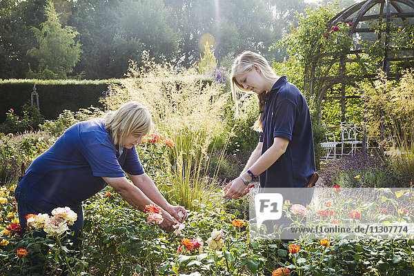 Two female gardeners cutting flowers at Waterperry Gardens in Oxfordshire.