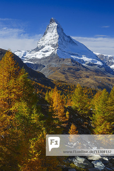 Matterhorn and larches  Valais  Switzerland