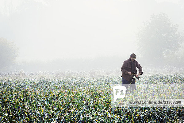 A man lifting and trimming organic leeks in a field  mist rising from the ground.