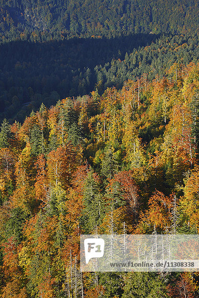 Mixed forest in autumn  Switzerland