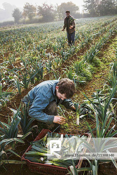 Eine Frau und ein Mann arbeiten auf den Feldern und ernten Blumenkohl.