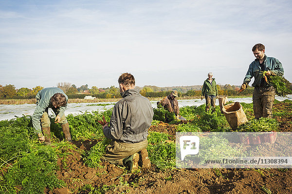 A small group of people harvesting autumn vegetables in the fields on a small family farm.