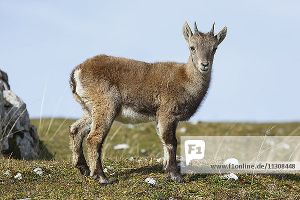 Capra ibex  Ibex  Switzerland