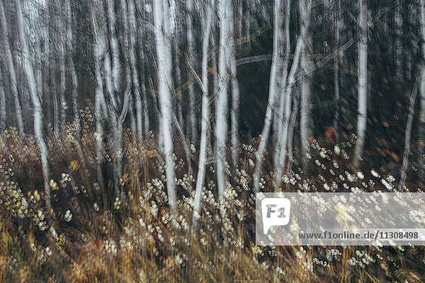 Ein Espenwald im Herbst. Dünne weiße Baumstämme der Zitterpappel bei schwachem Licht mit herbstlichem Unterwuchs.