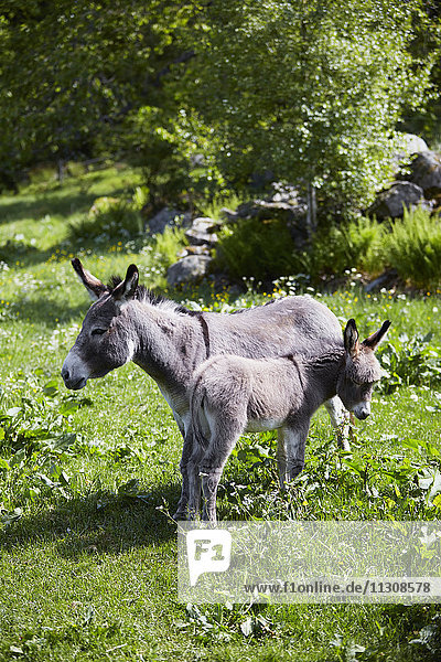 Donkeys on pasture