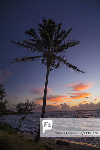 Molokai  Küste  USA  Hawaii  Amerika  Sonnenaufgang  Palme