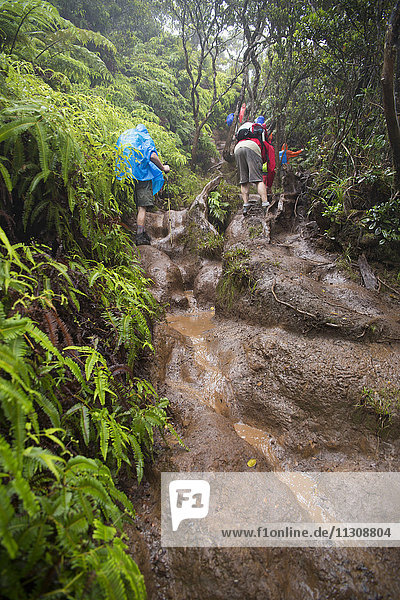 Kauai  Pihea  Trail  Well Pali Forest  reserve  USA  Hawaii  America  weather  footpath  hiking  trekking