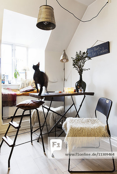 Katze auf Tisch in modernem Zimmer