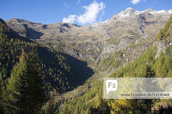 Schweiz  Europa  Tessin  Val di Prato  Bergwald  Lärchen  Fichten  Herbst  Berg  Pizzo Campo Tencia