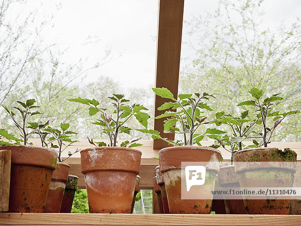Row of potted plants