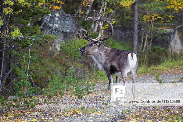 Europe  Finland  autumn  autumn colors  Lapland  reindeers  Scandinavia  mammals  animals  wilderness