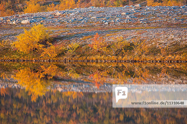 Trees  Europe  Fjell  autumn  autumn colors  scenery  landscape  Lapland  Norway  lake  Scandinavia  reflection  water
