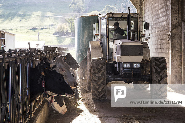 Traktorschüttfutter für Kühe auf einem Bauernhof