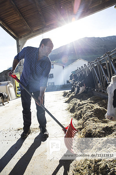 Farmer using a shovel to bring food closer to the cows on a farm