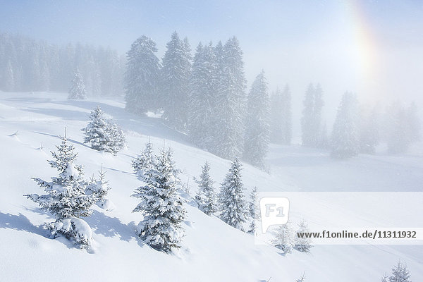 Snow-covered firs with rainbow  Switzerland